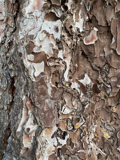 Priorità bassa di struttura della corteccia di albero di pino naturale