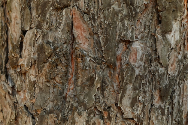 Pine tree bark texture, close up and space for text