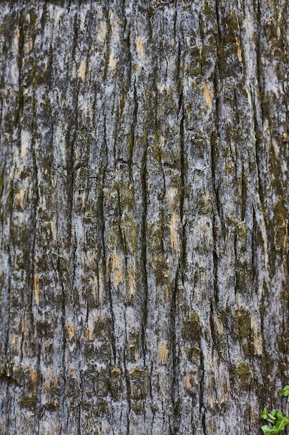 Pine tree bark vertical texture