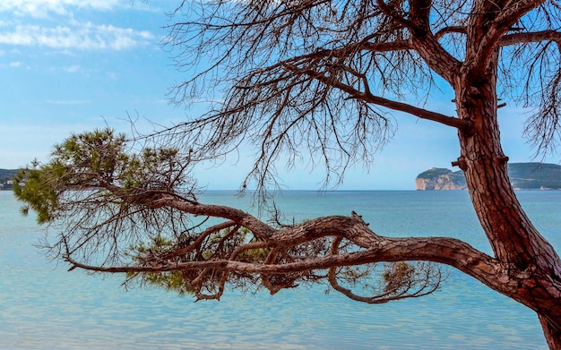 Photo pine tree on the beach