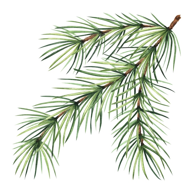 Photo pine tree branch christmas traditional plants in vintage fir twig with green needles hand drawn