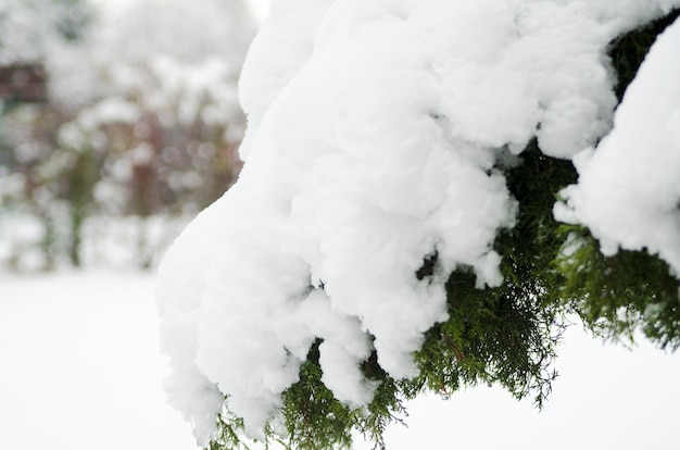 Фото Зимой ветка сосны покрыта тяжелым снегом