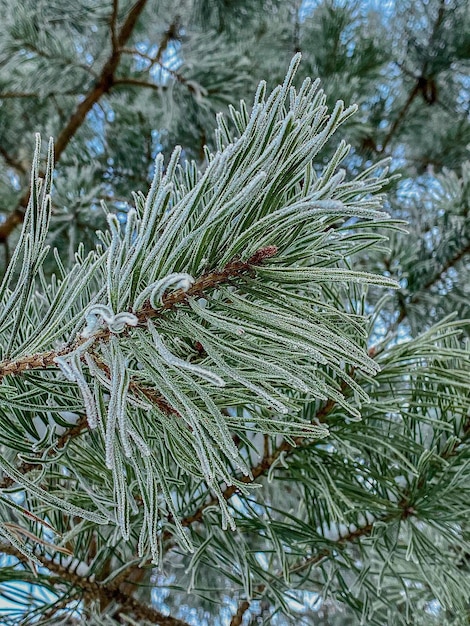 Pine tree branch covered with hoarfrost Winter background