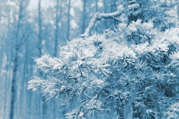 雪に覆われた松の枝。冬の自然。クリスマスの背景