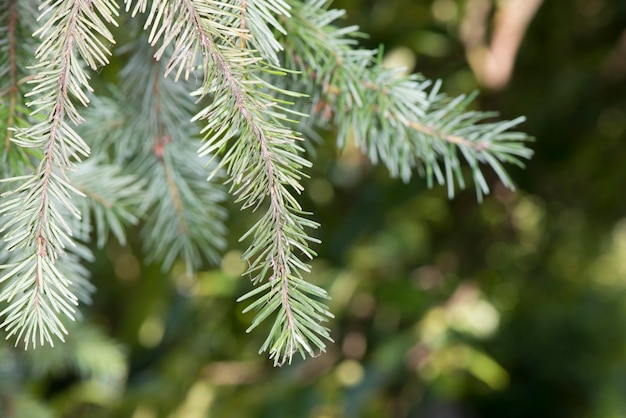 Pine tree branch detail