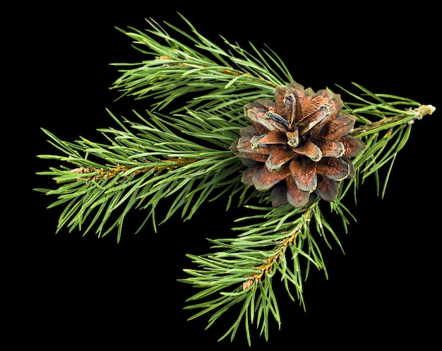 pine tree branch on isolated black background