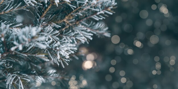 Pine tree branches are covered with frost nature winter natural background snowcovered needles