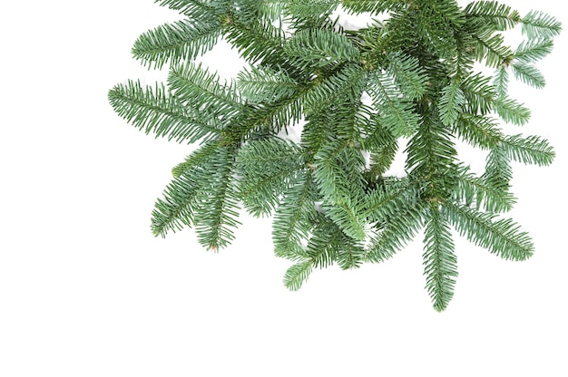 Pine tree branches isolated on white background. Christmas decoration