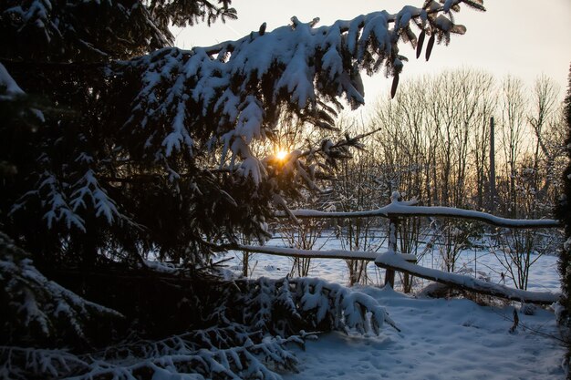 Rami di albero di pino in una neve e tramonto