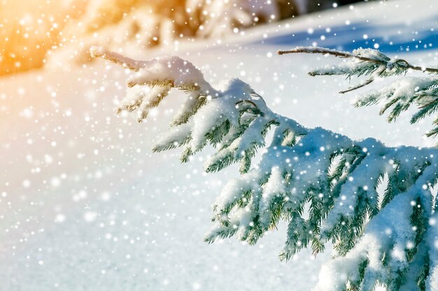 Pine tree branches with green needles covered with clean snow