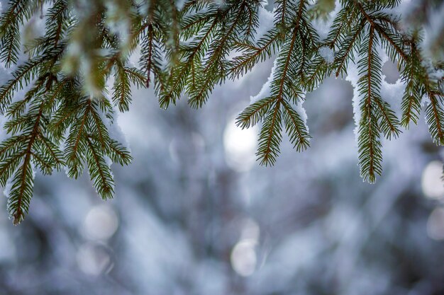 Pine tree branches with green needles covered with deep fresh clean snow on blurred blue outdoors