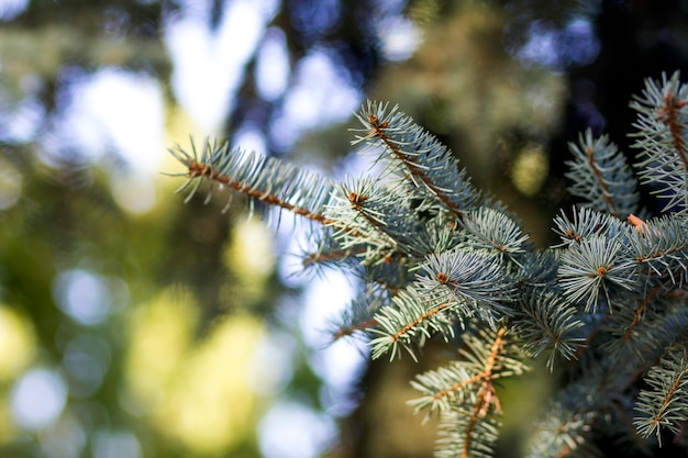 Pine tree branches with needles close-up