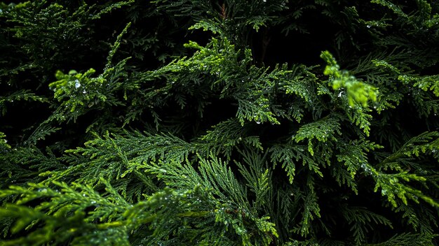 Photo pine tree bush leaves