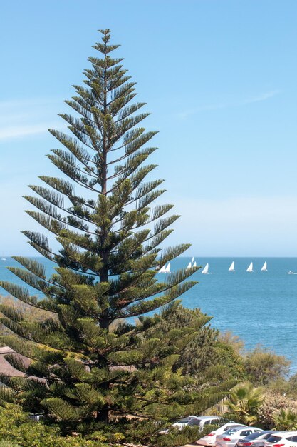 Foto il pino sul mare contro il cielo