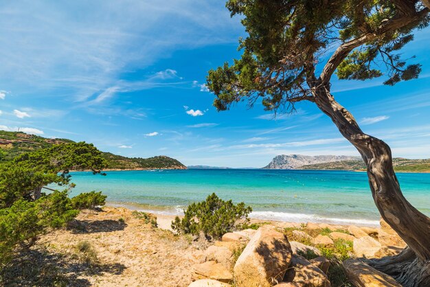 Pine tree by the sea in Capo Coda Cavallo Sardinia