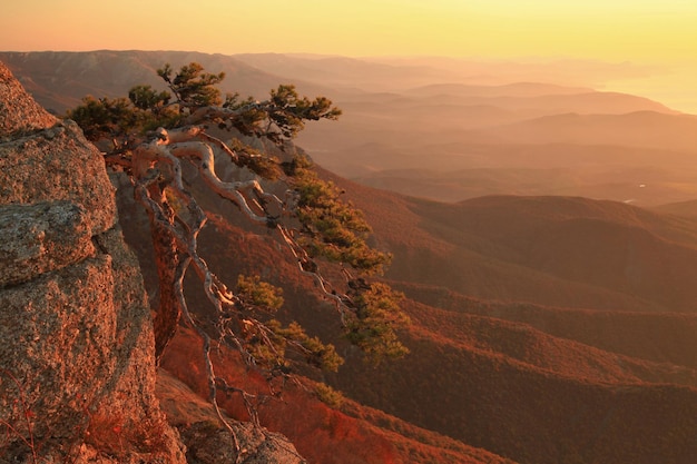 Pine tree on a cliff in the mountains at dawn