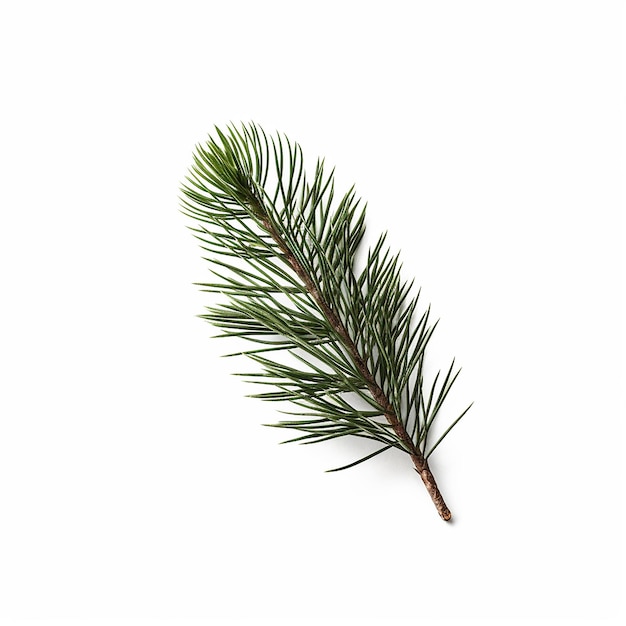 Pine Tree Clip Art met witte achtergrond