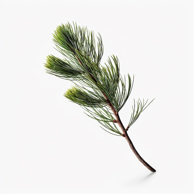 Pine Tree Clip Art with white Background