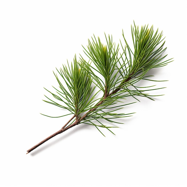 Pine Tree Clip Art with white Background