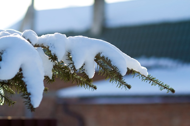 松は霜の霜のクローズアップで覆われています。