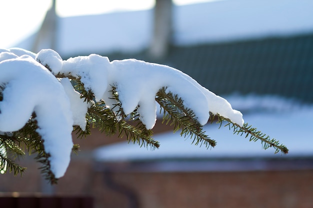 Pine tree covered with hoar frost close-up.