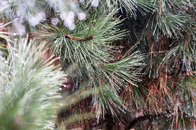 Photo pine tree in the early morning in close up.