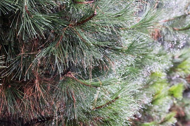 Photo pine tree in the early morning in close up.