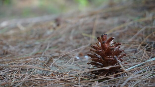 pine tree flower on the ground