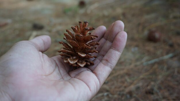 pine tree flower on hand