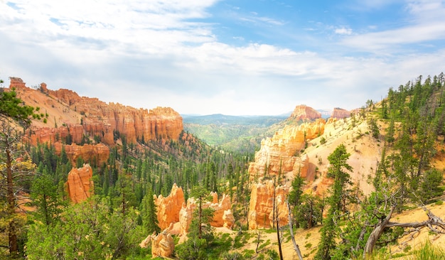 Pine tree forest at canyon against skyline