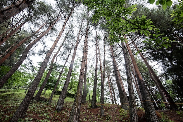 Pino in natura fresca della foresta