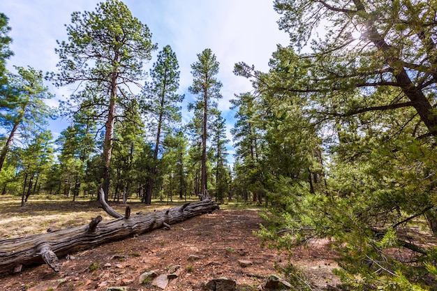 Pine tree forest in Grand Canyon Arizona