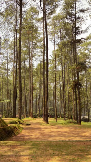 Foto foresta di pini e terreni muschiosi