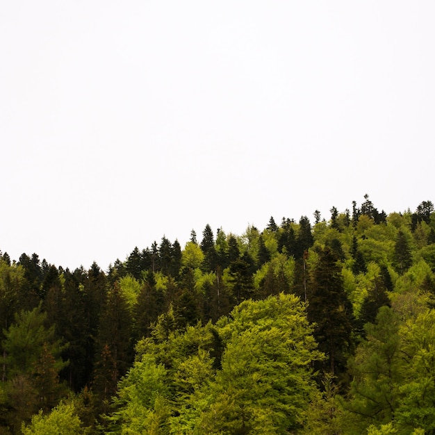 Foto pineta in un paesaggio di montagna