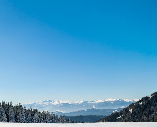 Pine tree forest in snowy winter mountains