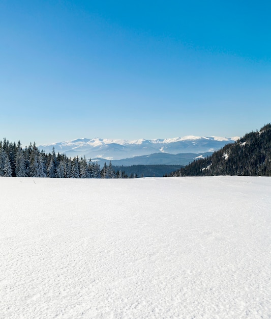 Pine tree forest in snowy winter mountains