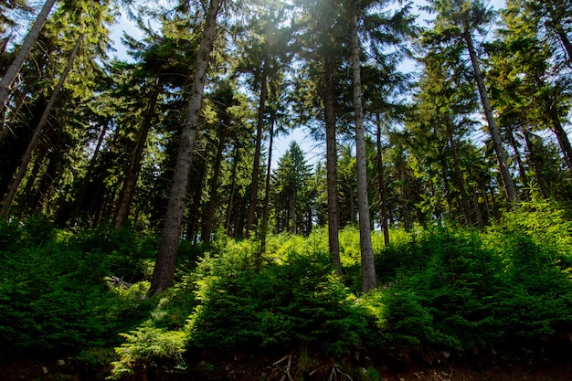 Pine tree forest in summer time in Sudetes, Poland