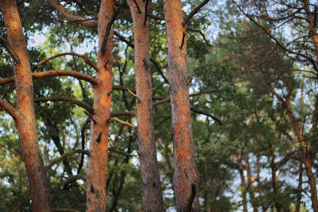 Photo pine tree in the forest trees closeup in the forest in the forest trees closeup in the forest