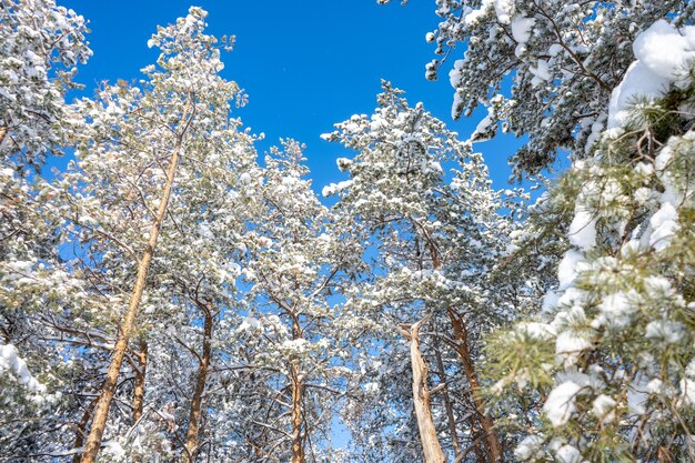 Pine tree forest in winter sunny day after massive snow storm