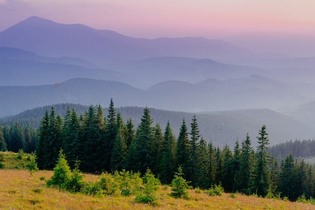 Pine tree forest