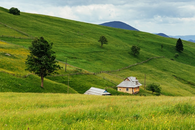 Сосновый лес