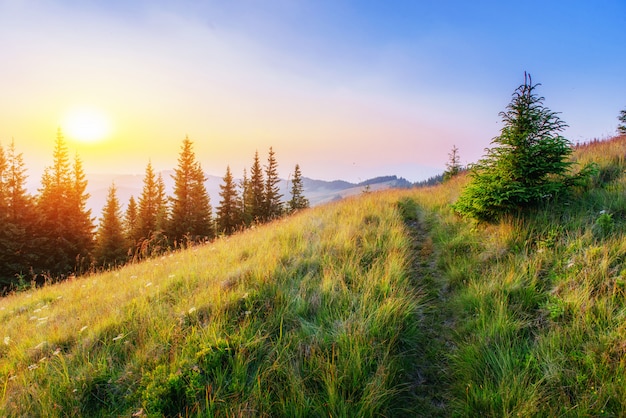 Pine tree forest