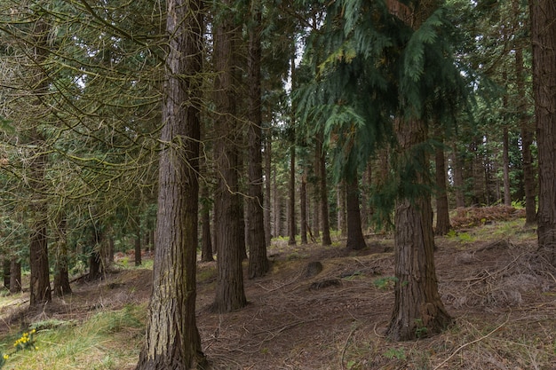 Pine tree forest