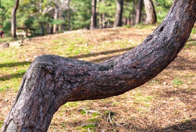 pine tree in a forest