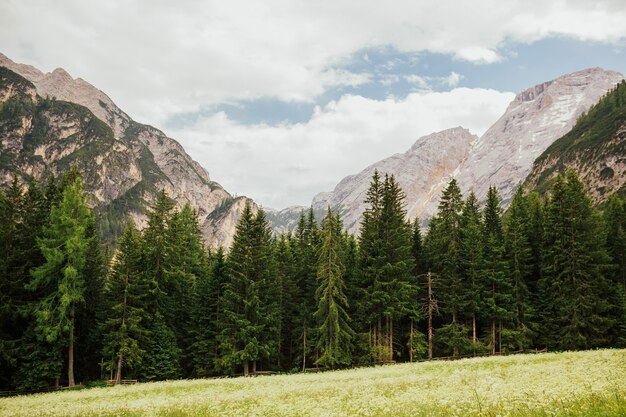 Foreste di alberi di pino alla base della montagna nella soleggiata giornata estiva, alpi dolomitiche, italia.