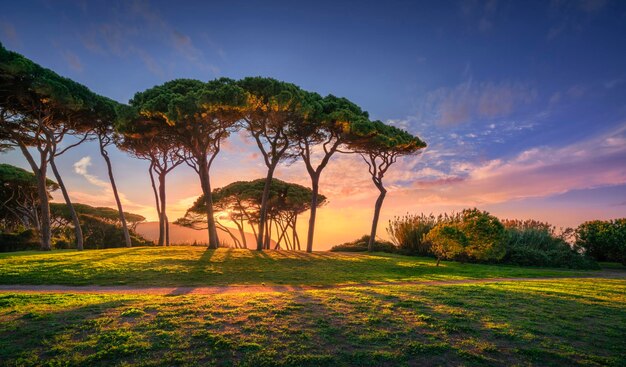 바다와 해변 근처의 소나무 그룹 Baratti Tuscany