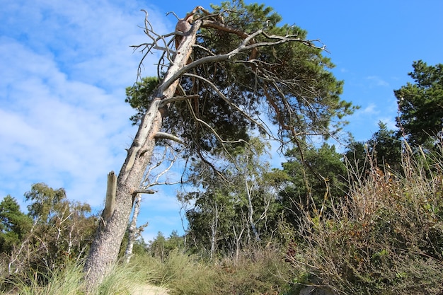 pine tree growing on a sand dune on the Baltic Sea