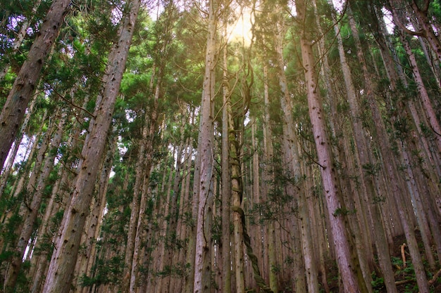 Foto albero di pino a hell valley, jigokudani, giappone