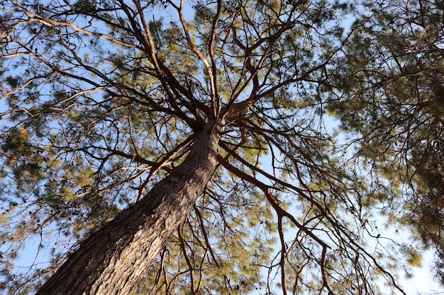 사진 숲속의 소나무