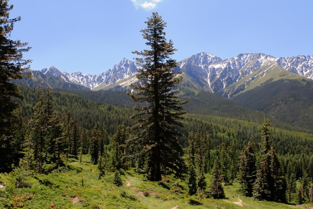 Photo a pine tree is in the foreground of a mountain range